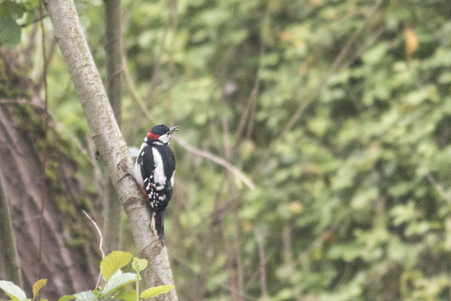Great Spotted Woodpecker